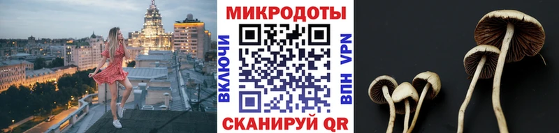 дарнет шоп  Новоалтайск  Псилоцибиновые грибы Psilocybe 